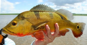 Catálogo traz informações sobre espécies de peixes do Lago de Palmas