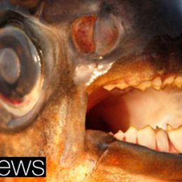 Peixes que mordem testículos apavoram nadadores suecos