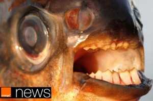 Peixes que mordem testículos apavoram nadadores suecos