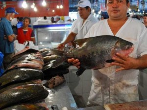 Pesquisadora desenvolve gelatina com resíduos de peixes amazônicos