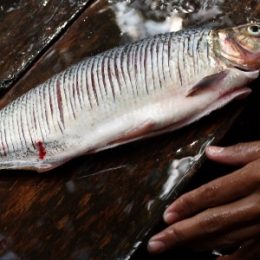 Ribeirinha da Amazônia limpa matrinxã pescada em rio da região