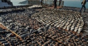 Nova Iorque proíbe venda de barbatana de tubarões