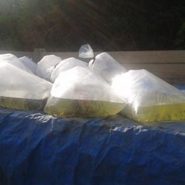 piscicultura alevinos