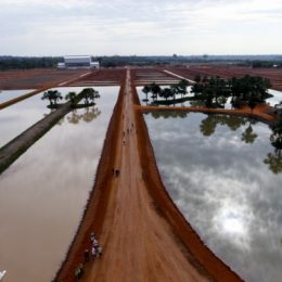 centro de producao alevinos