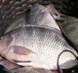Sebrae realiza oficina de gastronomia à base de peixes