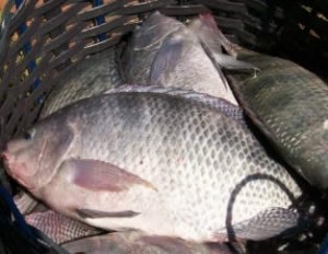 Sebrae realiza oficina de gastronomia à base de peixes