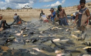 Curso de capacitação em piscicultura de água doce é sucesso no Tocantins