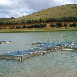Itaipu pode inspirar projetos de piscicultura em Tucuruí