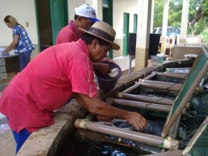 20 mil alevinos na Lagoa do Cajueiro