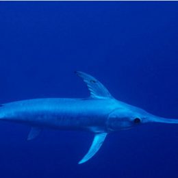Por que não entra água nos olhos dos peixes?