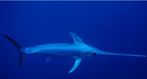 Por que não entra água nos olhos dos peixes?