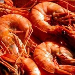 Camarão - Fazenda no Rio Grande do Norte obtém rentabilidade mesmo com a presença da mancha branca