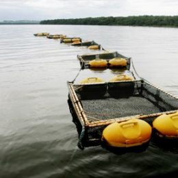 Piscicultura comercial deve se fortalecer no Brasil em 2014