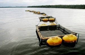 Aquicultores ainda podem concorrer a áreas aquícolas no reservatório de Lajeado