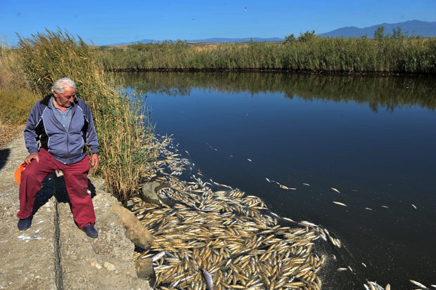 Pescador olha para peixes mortos no lago Ismarida, na Grécia. (Foto: AFP Photo/Sakis Mitrolidis)
