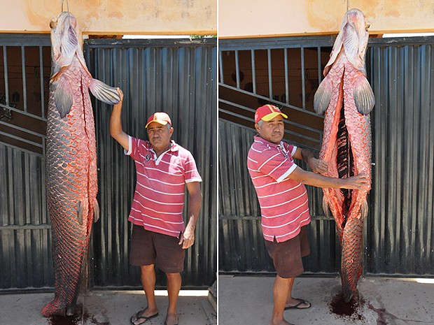 Peixe pirarucu pesava 110 quilos e tinha 2,20 metros de comprimento (Foto: Jailton Silva/ portaldeuruçui)
