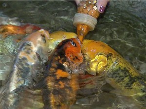 Peixes disputam mamadeira de ração (Foto: Antonio Luiz/EPTV)