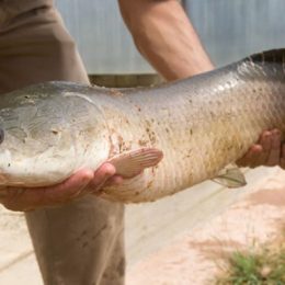Produção de pirarucu é um desafio