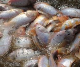 peixes