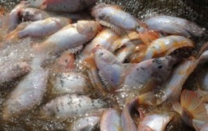 peixes