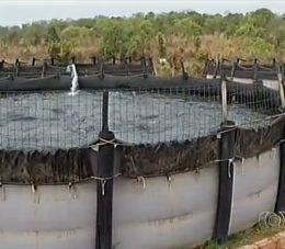 piscicultura tocantins