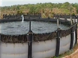 piscicultura tocantins