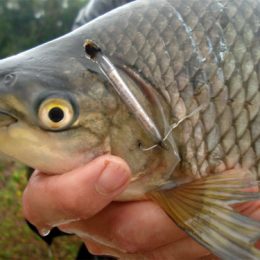Projeto Rota do Peixe foi destaque durante evento no oeste da Bahia