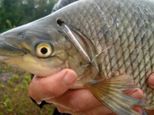 Projeto Rota do Peixe foi destaque durante evento no oeste da Bahia