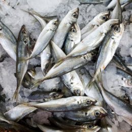 Alterações climáticas podem mudar os peixes à mesa dos portugueses