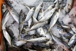 Alterações climáticas podem mudar os peixes à mesa dos portugueses