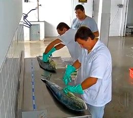 Pesquisa avalia redução de espécies de peixes em Cabo Frio, RJ