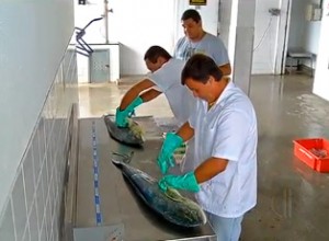 Pesquisa avalia redução de espécies de peixes em Cabo Frio, RJ