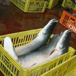 Pirarucu e tucunaré podem desaparecer de lago no Amapá