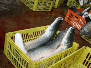 Pirarucu e tucunaré podem desaparecer de lago no Amapá