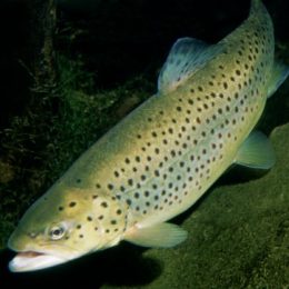 Nova Friburgo, no RJ, tem condições ideais para criação de peixes