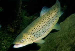 Nova Friburgo, no RJ, tem condições ideais para criação de peixes