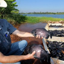 Restrição à pesca de peixes nativos começa nessa sexta-feira no paraná