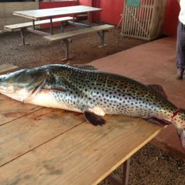 Pescadores capturam pintado de 31 kg em riacho de Mercedes, no Paraná