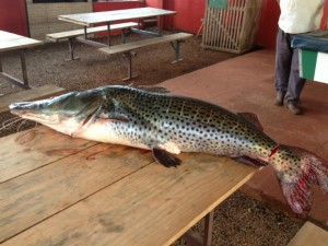 Pescadores capturam pintado de 31 kg em riacho de Mercedes, no Paraná