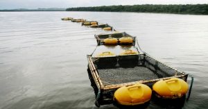 Rondônia Rural Show mostrará piscicultura com tecnologia