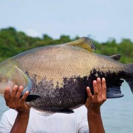 Presença de peixe na merenda escolar de Manaus dobra em um ano e atinge 85%