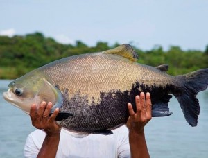 Presença de peixe na merenda escolar de Manaus dobra em um ano e atinge 85%