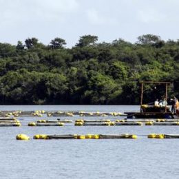 Bahia Pesca investe em piscicultura e aquicultura no Extremo Sul