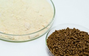 Pescado bem alimentado