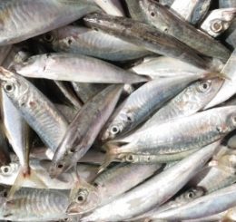 Desafio da Fundação 25 de Julho é melhorar gestão na piscicultura em SC