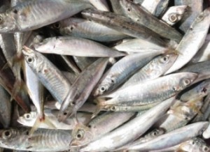 Desafio da Fundação 25 de Julho é melhorar gestão na piscicultura em SC