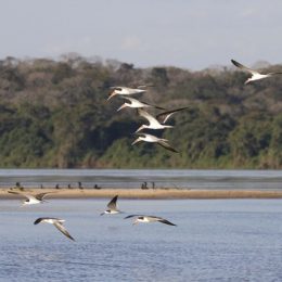 Pesquisadores podem ter encontrado nova espécie de peixe no Pantanal