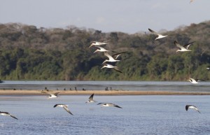 Pesquisadores podem ter encontrado nova espécie de peixe no Pantanal