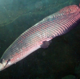 Peixe de maior importância econômica está desaparecendo no Pará