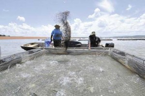 Aquicultura brasileira cresce 30% ao ano, turbinada pelo consumo de peixe